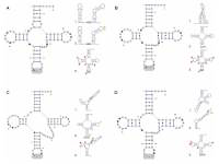 Suitability of high-throughput DMS-probing data for constraining the secondary structure prediction of small RNAs